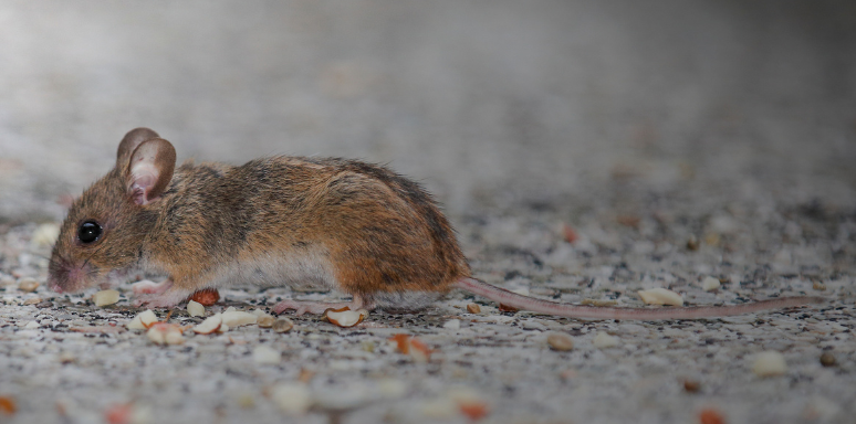 Mice Control